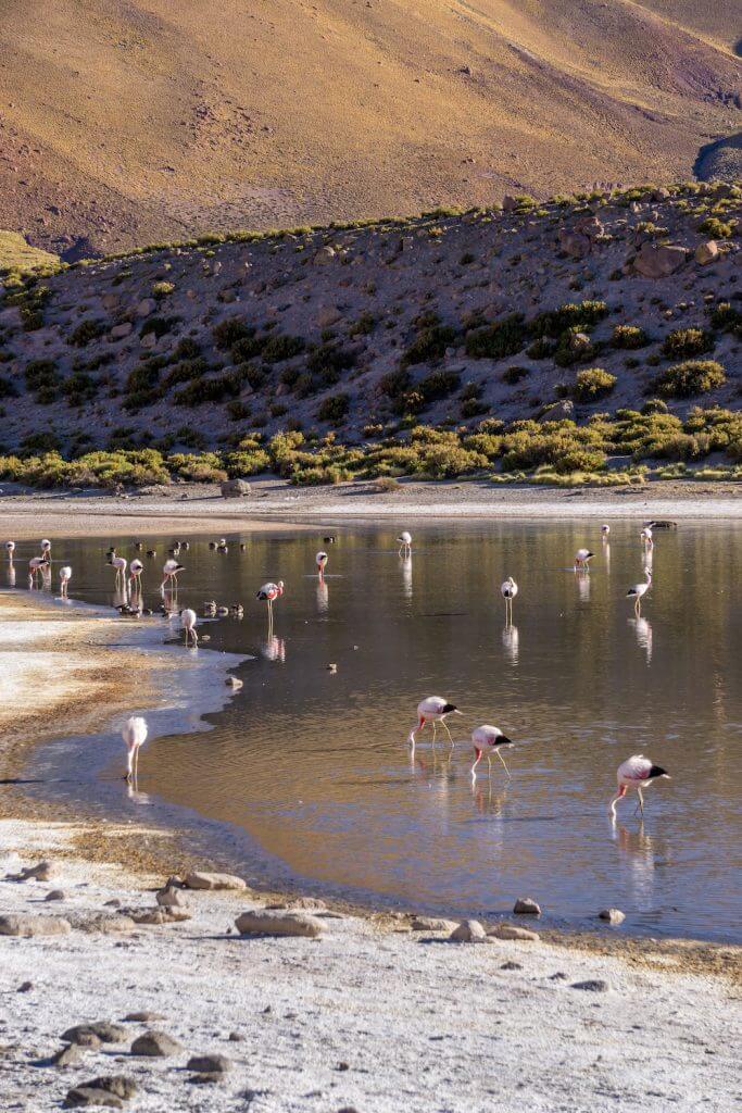 The Best Camping Site in The Desert of San Pedro de Atacama Chile17
