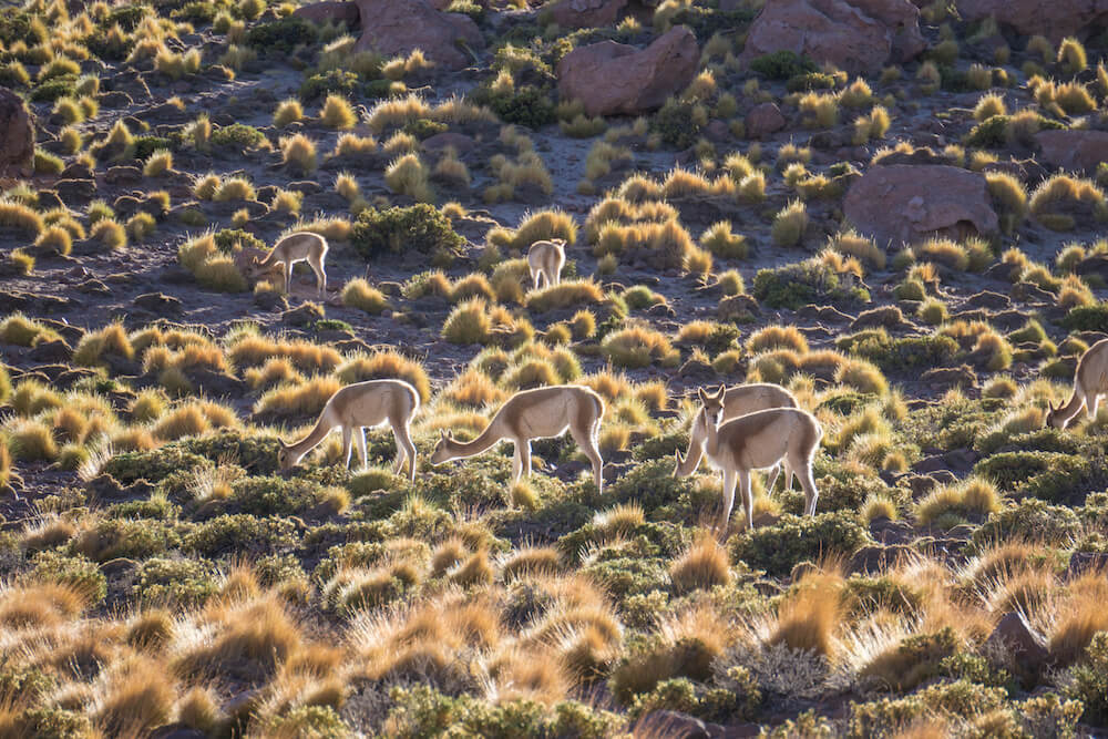 The Best Camping Site in The Desert of San Pedro de Atacama Chile18