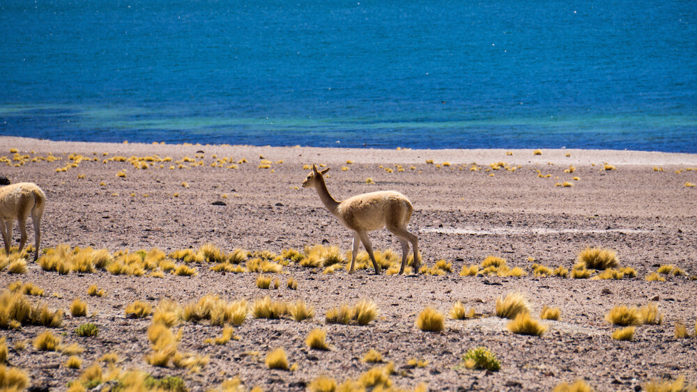 The Best Camping Site in The Desert of San Pedro de Atacama Chile7