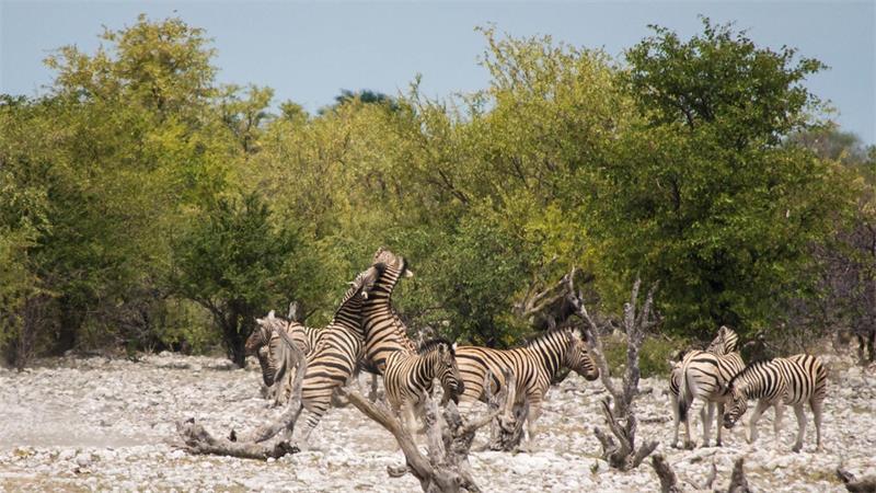 Three stunning places in Southern Africa for a safari adventure4
